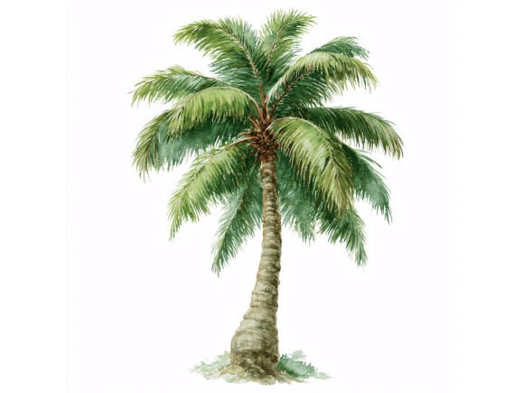 Exploring the 16 JPG Palm Tree Watercolor Set for Tropical Digital Design